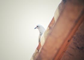 شركة تركيب طارد الحمام بمكة