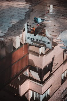 شركة تركيب طارد الحمام بمكة