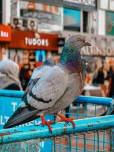 تركيب طارد حمام بجدة